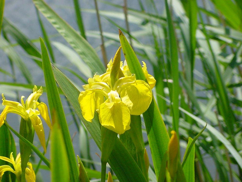 Yumrulu, rizomlu türler Iris pseudacorus (Bataklık süseni) Çok yıllıktır. 1-1,5 metre boyundadır. Rizomludur. Toprak üstü gövdeleri uzun, otsu bir bitkidir.