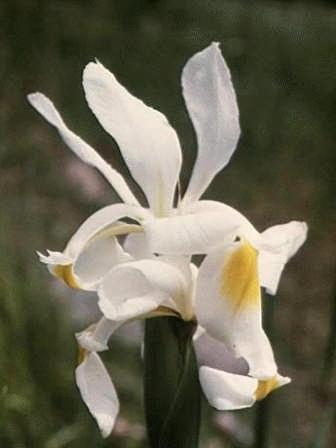 Resim 1.6: Iris ochroleuca Yaprakları büyük, kılıç biçimli ve dekoratiftir. Bitki 90-120 cm boylanmaktadır. Genellikle nemli yerlerde gelişir. Kuru topraklardan sakınılmalıdır.