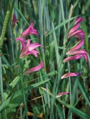 Resim 2.3: Gladiolus segetum Tohumla, kralen ve soğanla üretilir. Tohumlar nisan ayında ekilir ve ertesi yıl çiçek açarlar.