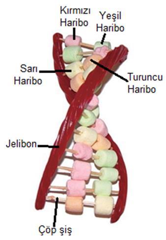 S-1) Semanur jelibon, çöp şiş ve farklı renklerdeki haribo şekerleriyle aşağıdaki DNA modelini yapıyor.