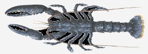 4. Yumuşakçaların genel özellikleri 5. Eklem bacalıların genel özellikleri -Kabuklular, örümcekler, çok ayaklılar ve böcekleri içine alır. -Vücutları bölmeli, hareket organları eklemlidir.