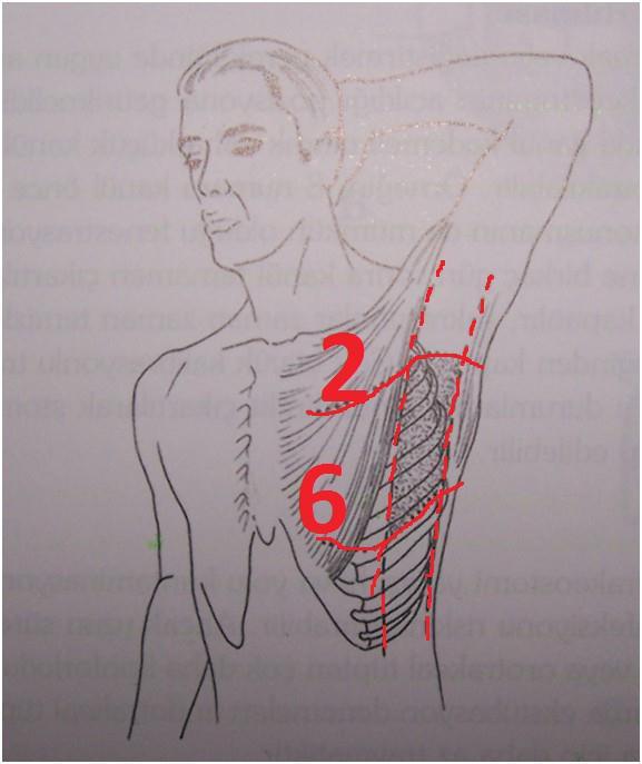Anatomi Ön ve arka aksiller hatlar arasında, 2.