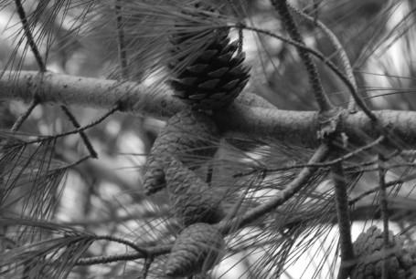 Yangından sonra sürgün vermiş bir Akçakesme (Phillyrea latifolia) bitkisi (Muğla). Fotoğraflar: Çağatay Tavşanoğlu.