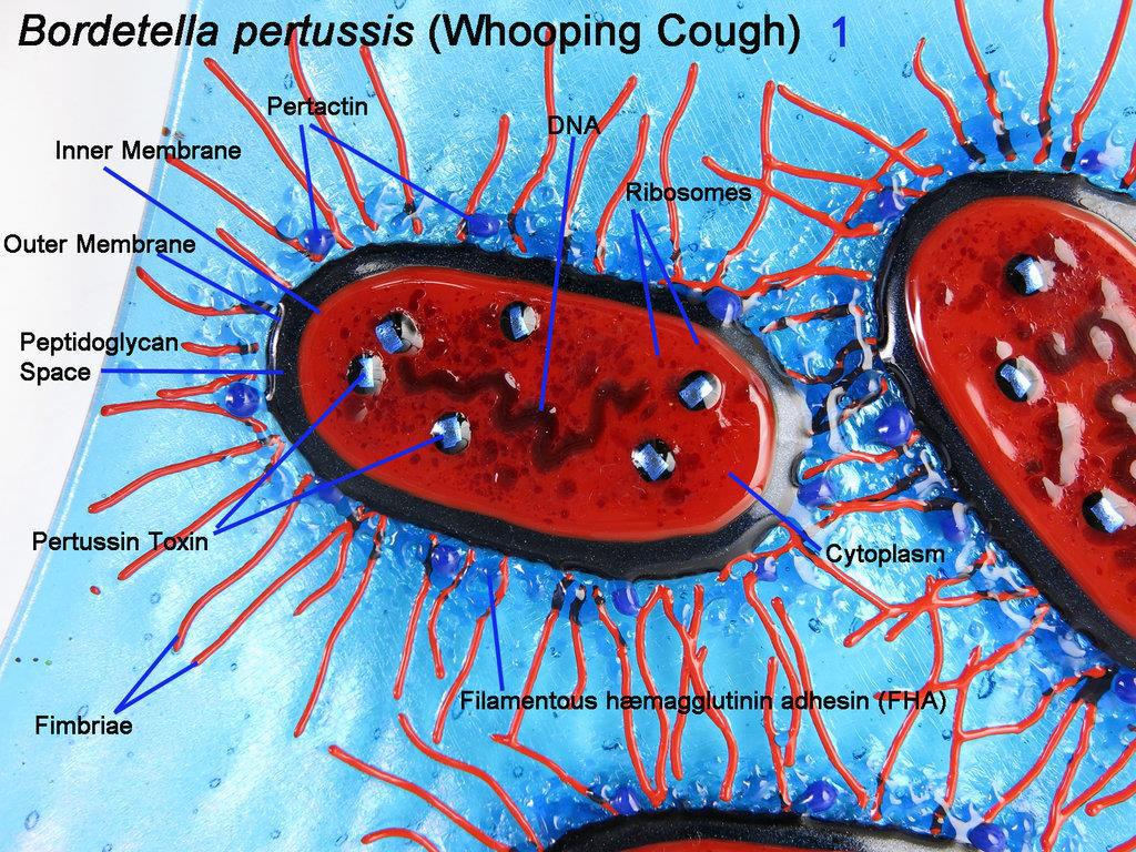 Boğmaca hastalığının etkeni Bordetella pertussis,