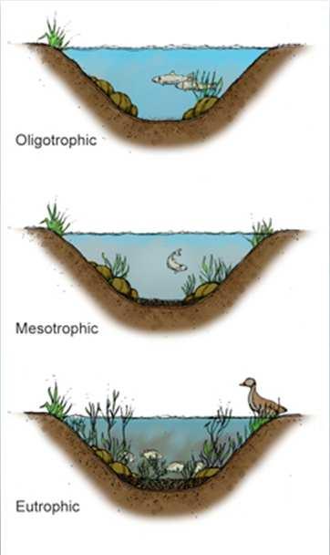 Göllerdeki Trofik Seviyeler Oligotrofik: besin maddeleri az, flora ve fauna açısından fazla üretken değil.