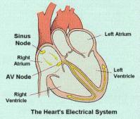 EKG, kalbin kasının hücrelerinden yayılan elektrik potansiyelini kaydeder.