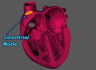 EKG nin bize birşeyler ifade edebilmesi için öncelikle kalbin elektriksel faaliyetini bilmemiz gerekir.