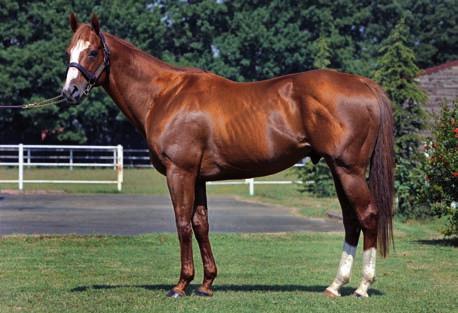 CUVEE (USA), 2001 CİDAGO YÜKSEKLİĞİ : 163 cm. HARAYA GİRİŞ TARİHİ : 2005 (USA), 2010 (TUR) MR.