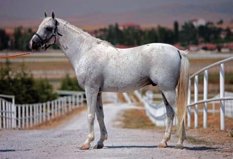 SERDARHAN KIR, 1999 HAN CANBERK TUFAN MELİKETÜLCEM.4. SABIKA.12 SEKLAVİ.3. SERDARBEY SABIKA.3. 1984 KEMİYETÜLIRAK.22 SEZGİN SA`D.1. CAHİDE.8. KEMİYETÜLIRAK.4. TARZAN KEMİYETÜLIRAK.