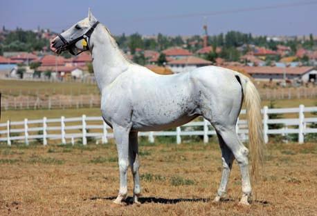 BOZDAĞ KIR, 1992 GAZEL.13 BAHARBAHİR TAYYAR.3. MEBRUKE.29 MESRURE.19 SEKLAVİ.10 TUNCA MESRURE.16 1983 CAHİDE.53 TULYAR RÜCHAN ZAHİDE.10 CAHİDE.44 BERK.7. CAHİDE.26 ÜN HİLÜZZAMAN.