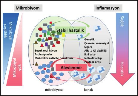 Journal of BSHR 106 2017;1(Special Issue):104-108 188 AYDEMİR Solunum Sistemi Ve Mikrobiyota gösterilmiştir 8.