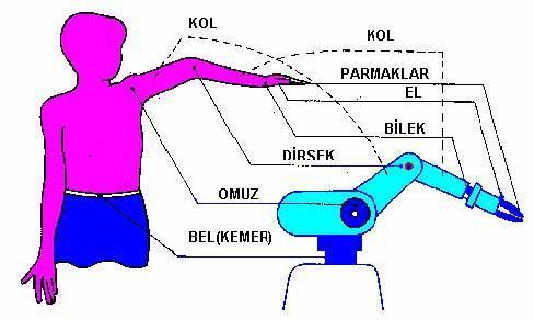 3. ROBOT KOL ÇEŞİTLERİ NELERDİR? Ortam şartlarına göre temelde 5 farklı robot kol çeşidi vardır. 3.1. Eklemli Robot Kolu En az 3 döner eklemi olan robot koludur.