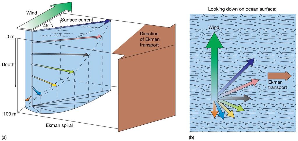 Rüzgar Etkenli Akıntılar -Ekman Taşınımı Rüzgar kesme kuvveti etkisi altında yüzey sularının hareketi
