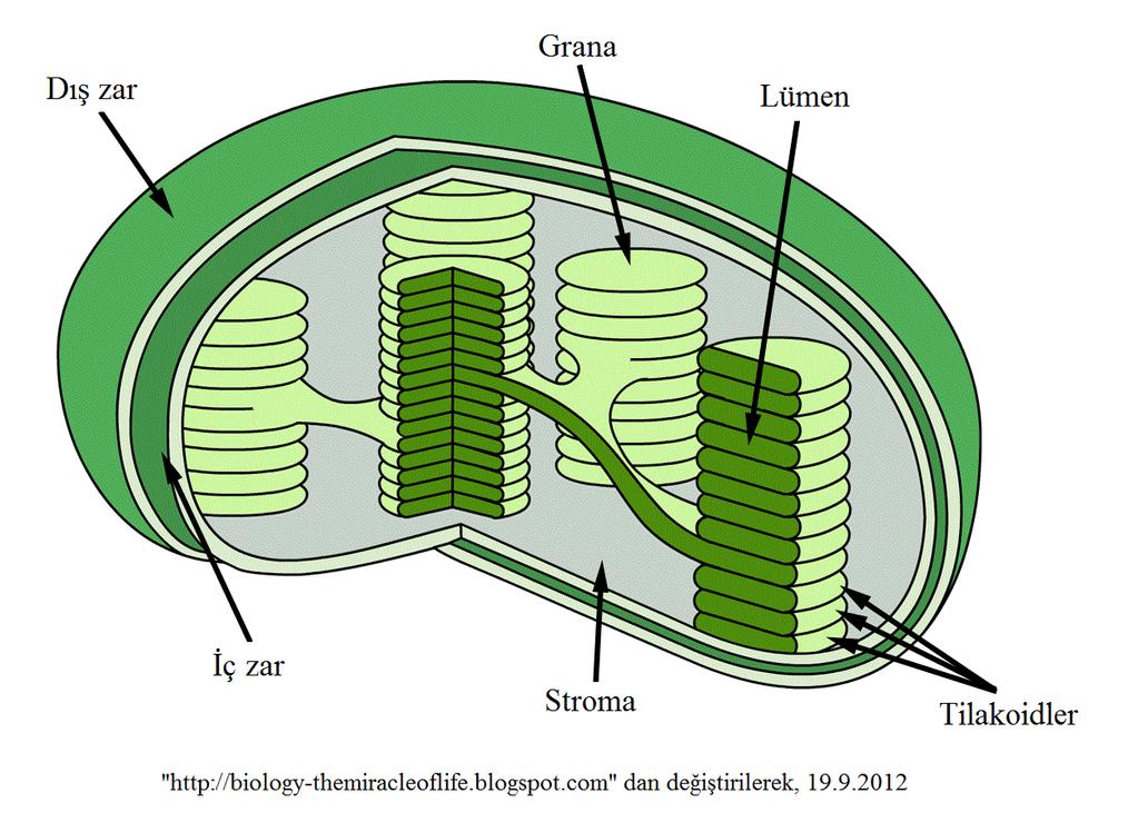 Plastidler Sitoplazmada bulunan küre, oval, iğ veya iplik şeklindeki yapılardır. Hayvanlarda, heterotrof bakteriler ve mantarlarda plastid bulunmaz.