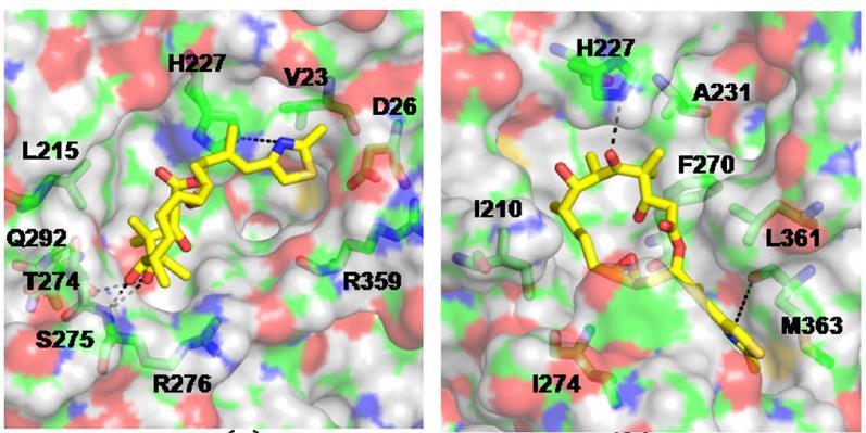 p.t274m Threonine (T) Hydrophilic/Polar Neutral Methionine (M) Hydrophobic/Non-Polar Species Match AA Alignment Human 274 LHFFMPGFAPLTAQGSQQYRALSV Mutated not conserved 274 LHFFMPGFAPLMAQGSQQYRALS P.