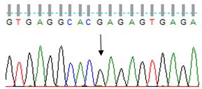 geni 635C>T, p.