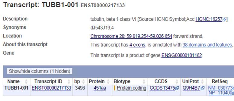 TUBB-1 Geni Kromozom 20q13.