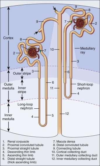 arteriyolde dilatasyon Renal perfüzyon 