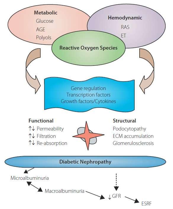 Diyabetik Nefropatinin Patogenezi Cao,