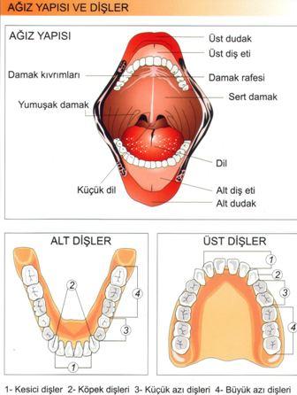 1. AĞIZ: İnsanda sindirim ağızda başlar. Ağızda sindirime yardımcı olan dişler, dil ve ağza açılan tükürük bezleri bulunur.