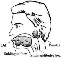 Tükürük Bezleri: Kulak altı (Parotis), dil altı (sublingual) ve çene altı (submandibular