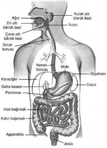 Özefagus kas liflerinden zengin bir dokuya sahiptir.