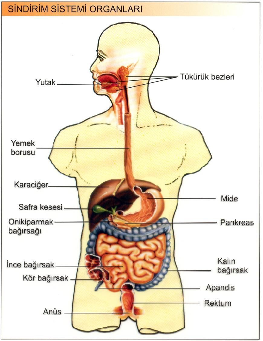 SİNDİRİM