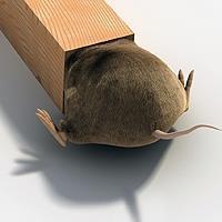 Barsak Mikrobiyomu ve Şişmanlık Aynı diyetle beslenen normal florası olan farelerin ağırlığı mikroorganizmadan arındırılımış farelere göre %40 daha fazla.