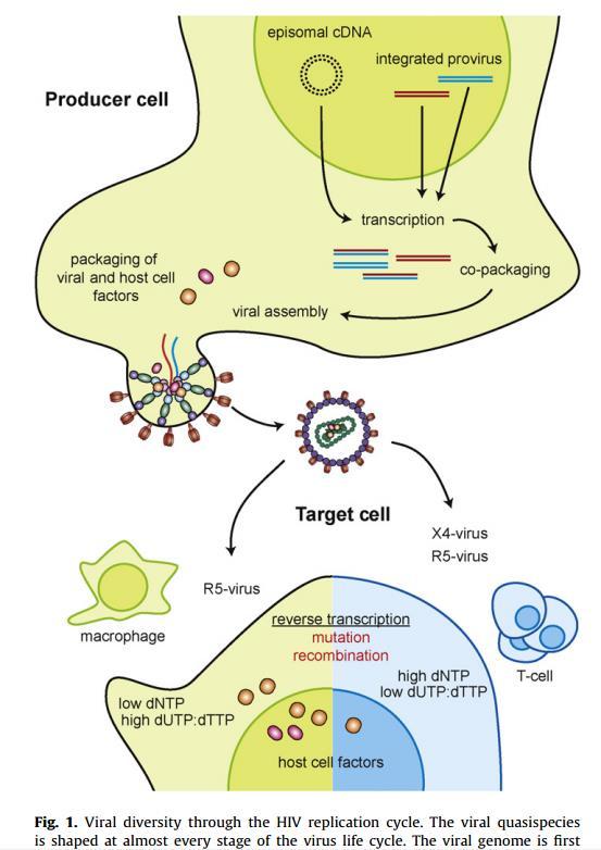 HIV, CD4 + hücreyi enfekte eder ve proviral DNA sı ile konak