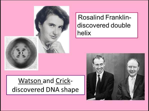 Rosalind Franklin DNA nın double helix yapısını