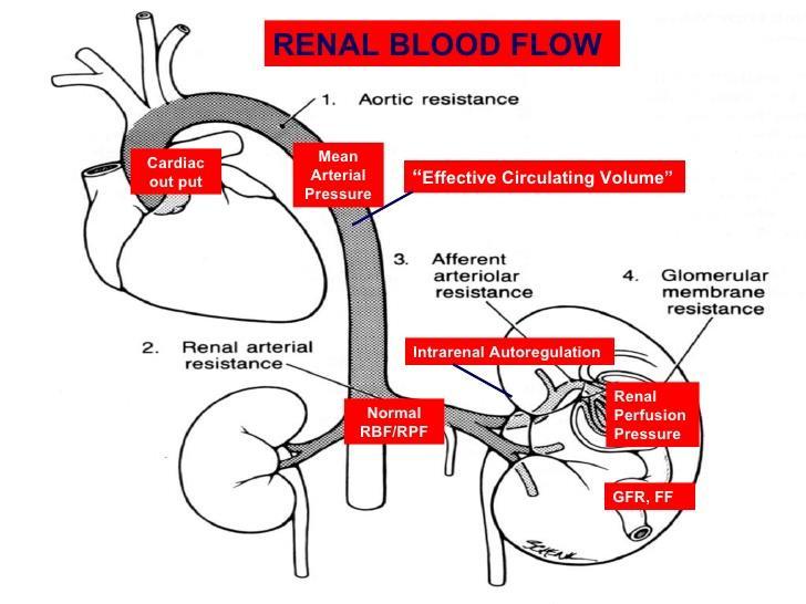 Renal arter perfüzyon basıncı direkt olarak natriürez basıncı olarak bilinen süreçte