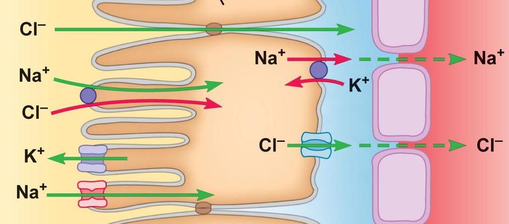 Renin angiotensin aldosterone sistemi basınçnatriürez ilişkisini düzenlemede merkezi