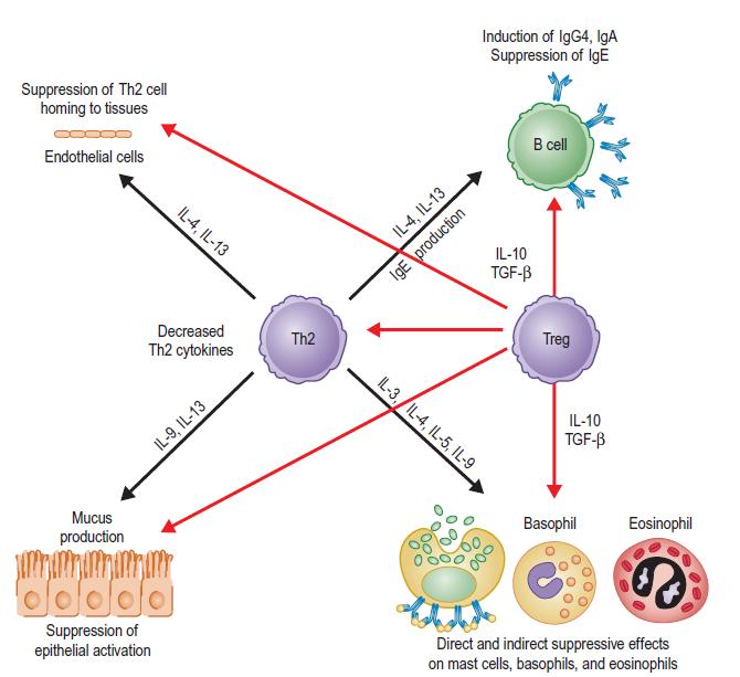 Bölge/ efektör Allerji ile tahmin edilen ilişki Allerjyi önlemede mekanizma / potansiyel Rol Treg Th1 Th2 süpresyonu Antijen sunumu veya efektör T hc İndüklenmiş Treg Th2 süpresyonu üzerine etkileri