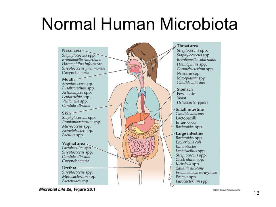 Normal İnsan Mikrobiyotası İntestinal mikrobiyota Sayısı 100 trilyon 10 milyon gen( x100) Ağırlık 1-2 kg Tür sayısı :1000-3000 bakteri Vücut