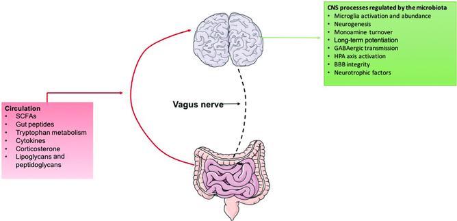 Dolaşım Kısa zincirli yağ asitleri Bağırsak peptitleri Triptofan metabolizması Sitokinler Kortikosteron Lipoglikan ve peptidoglikan Recent developments in understanding the role of the gut microbiota