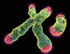 Ancak telomerazlar genel olarak sadece üreme hücrelerinde, embriyonik kök hücrelerinde, tek hücreli ökaryotlarda ve kanser hücrelerinde bulunur.