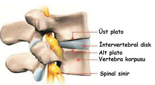 Tanım Alt ve üst vertebra platoları Komşu