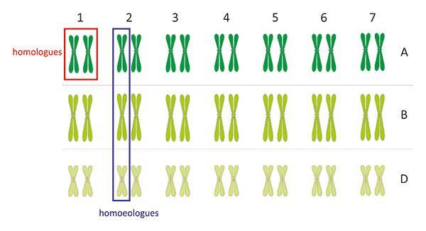Şekil 15. Triticum aestivum da A, B ve D alt genomlarının homolog ve homoelog kromozomları https://www.jic.ac.uk/staff/graham-moore/wheat_meiosis.