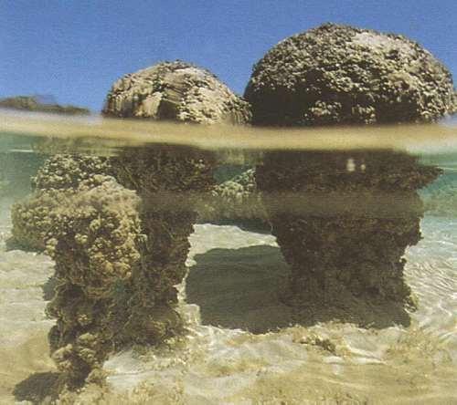 Stromatolitler Organik oluşumlu yapılardır.
