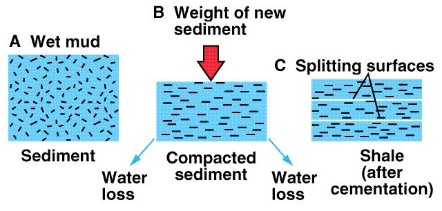 Şeyil oluşumu Islak Çamur Yeni sediment ağırlığı Yarılma yüzeyleri