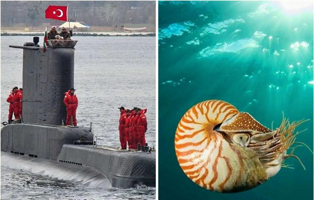 Denizaltılar ve Nautilus Nautilus isimli deniz canlısı suya dalmak istediğinde vücudunda bulunan içi boş odacıkları su ile doldurur.