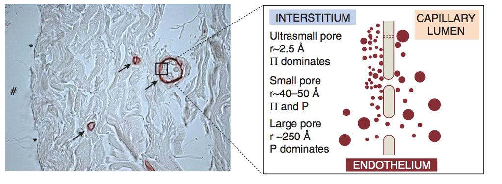 Difüzyon Oranını Etkileyen Faktörler 4.Peritoneal membran geçirgenliği Üçlü por modeli; Kapiller duvar boyunca su ve solüt geçişi için 3 tip por bulunur.