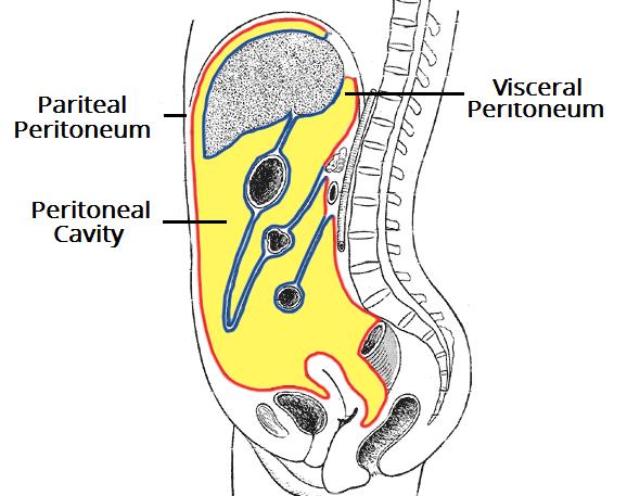 Peritoneal Membran Abdominal ve pelvik duvarın iç yüzeyini kaplar. İntraperitoneal organları sarar. Visseral mezenter ve omentumu oluşturur. Bağırsak anslarını bir arada tutar.