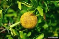 Poncirus Meyve diğer citruslarda bulunmayan birçok