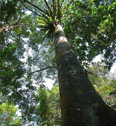 Foto-2 Teak ağacı, dayanıklılığı, ısı ve nem farklılıklarına uyumu, yaşlandıkça daha güzel görüntüler sunması nedeniyle insan hayatının birçok alanında özellikle de mobilya yapımında ve denizcilikte
