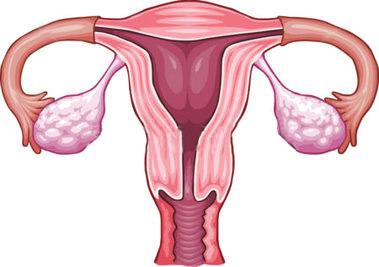 9) 11) Yukarıdaki şekilde dişi üreme sistemine ait yapılar gösterilmektedir. Bilgi: D Y harfi ile gösterilen yapı dişi üreme hücresi olan spermin üretildiği yerdir.