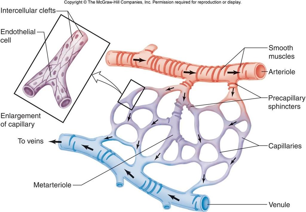 Kılcal Ağ Anatomisi Endotel hücre Düz kaslar Arteriol