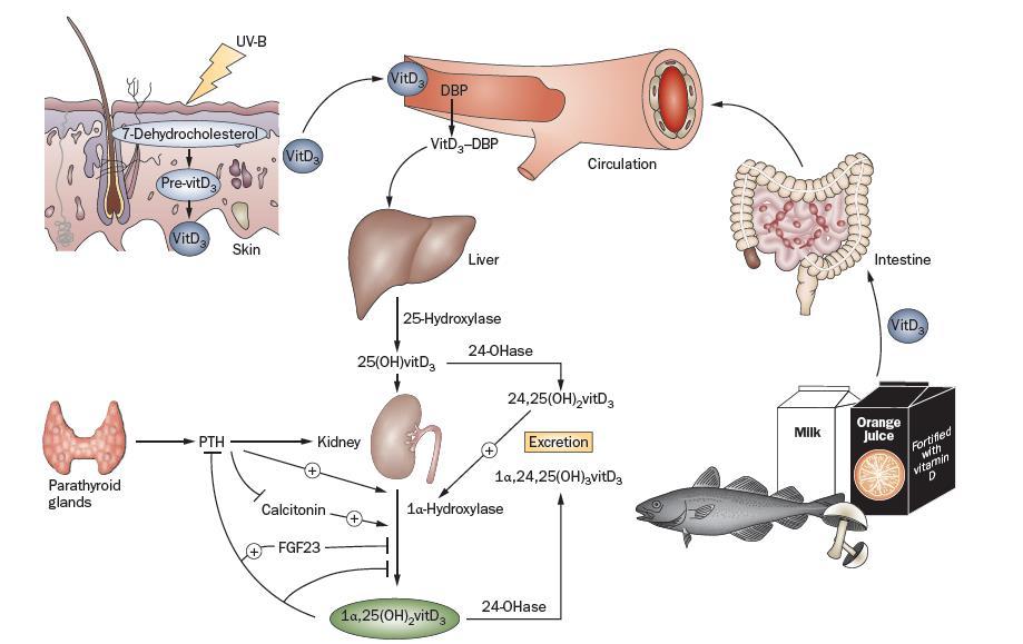 Vitamin D Doorenbos, C. R. C. et al.