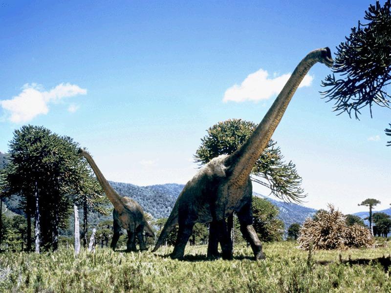 Brachiosaurus Özellikleri Brachiosaurus bilinen en uzun boylu ve büyük dinozorlardandır. Uzun bir boynu, küçük bir kafası ve nispeten kısa bir kuyruğu vardır.