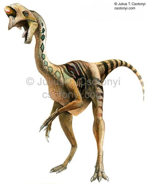(anlamı: yumurta hırsızı), 88-70 milyon yıl önce yaşadığı tahmin edilen hepçil bir dinozor türüdür.boyu 1,5-2 metre civarında ağırlığı ise 25-35 kg arasında değişir.